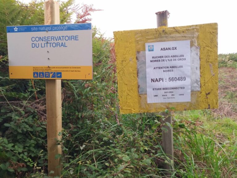 Étude européenne Beeconnected 2021/2024